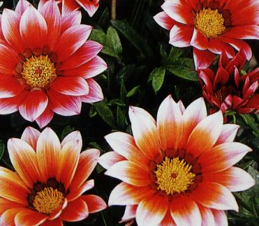 gazania